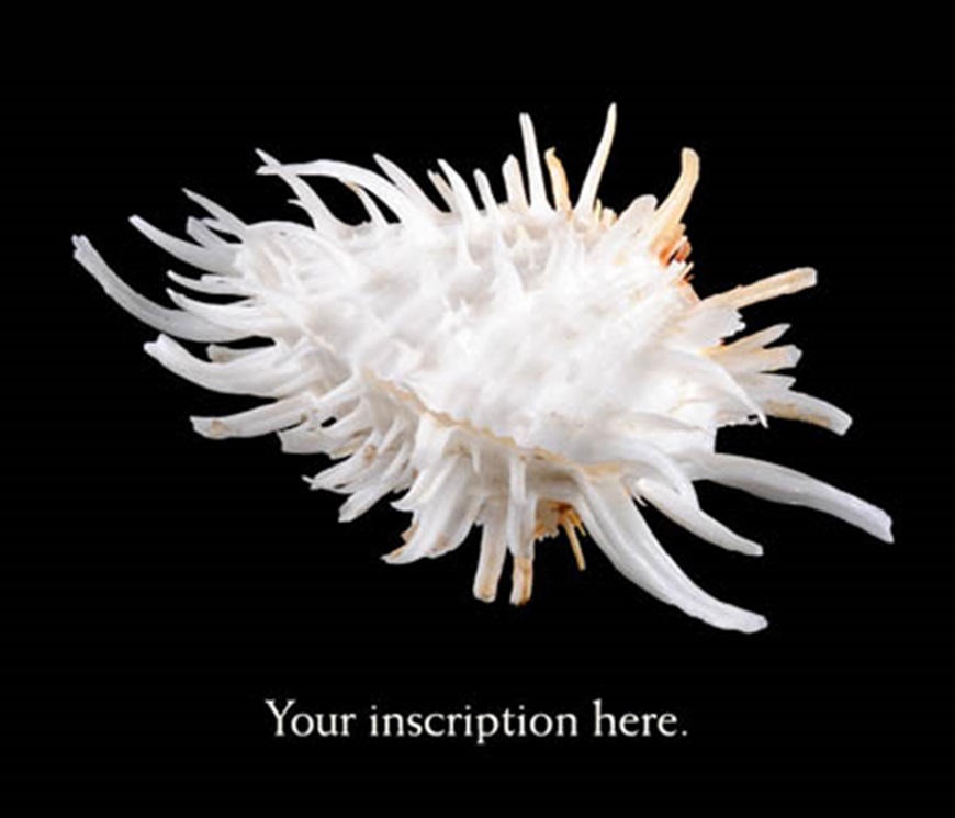 Picture of Shell, Spondylus