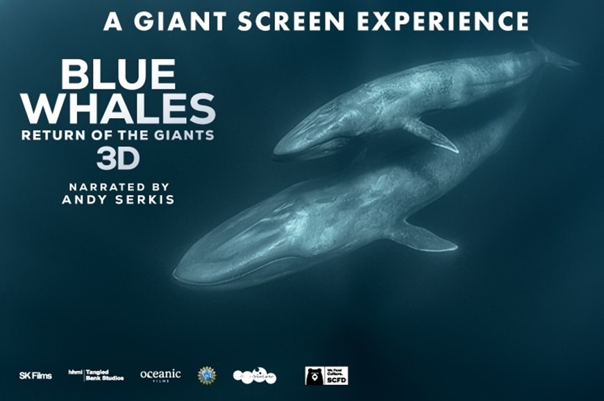 Picture of Blue Whales 3D en Español (Requires Museum Admission)