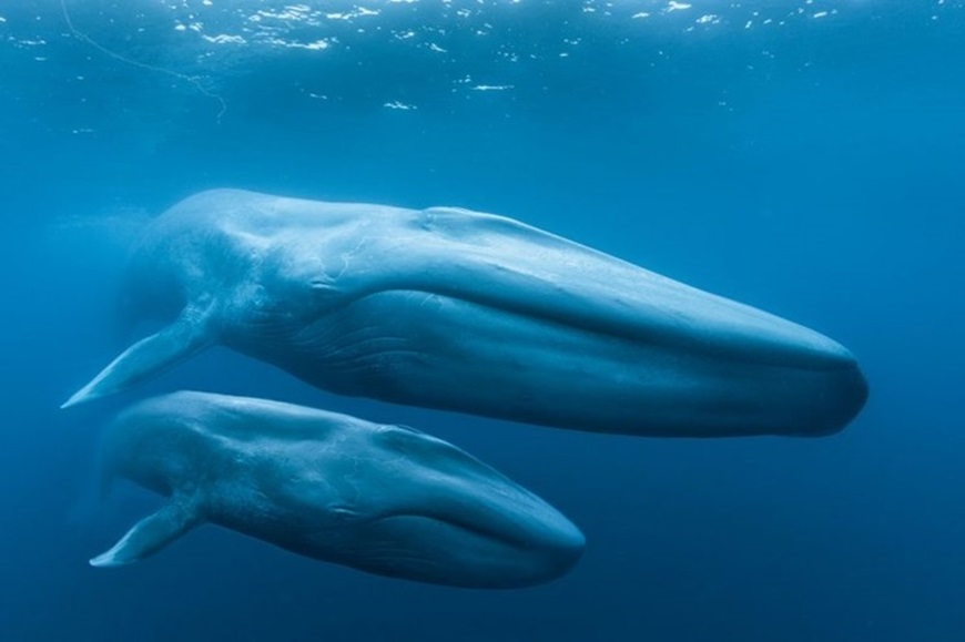 Picture of Blue Whales: Return of the Giants 3D Special Presentation – An Evening with Dr. Diane Gendron 
