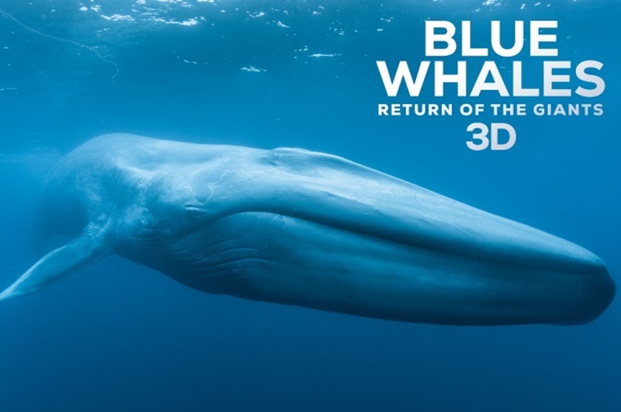 Picture of Blue Whales 3D en Español Wheelchair Accessible (Requires Museum Admission)